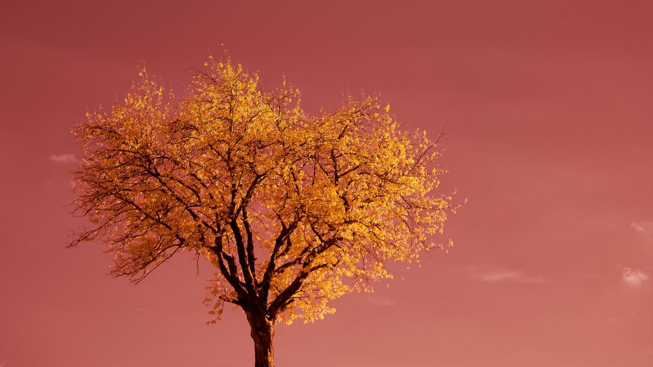 Wallpaper tree, field, horizon, pink