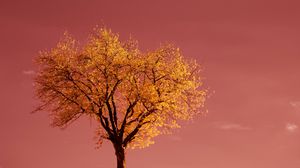Preview wallpaper tree, field, horizon, pink