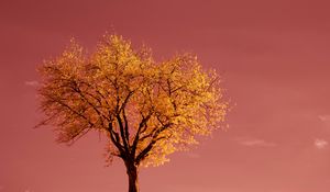 Preview wallpaper tree, field, horizon, pink