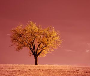 Preview wallpaper tree, field, horizon, pink