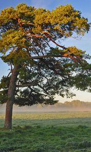 Preview wallpaper tree, field, krone, light, lonely, morning