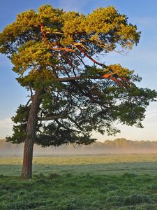 Preview wallpaper tree, field, krone, light, lonely, morning