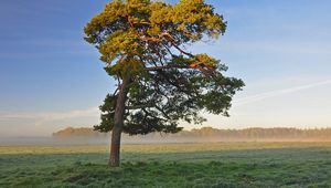 Preview wallpaper tree, field, krone, light, lonely, morning