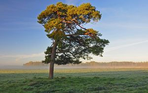 Preview wallpaper tree, field, krone, light, lonely, morning