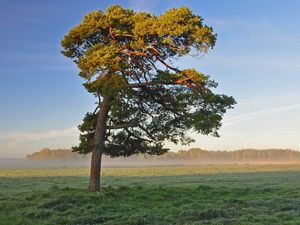 Preview wallpaper tree, field, krone, light, lonely, morning