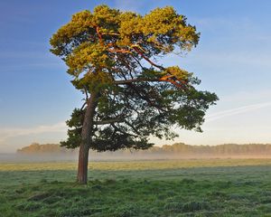 Preview wallpaper tree, field, krone, light, lonely, morning