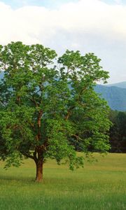 Preview wallpaper tree, field, lonely, summer, branches, mountains, wood