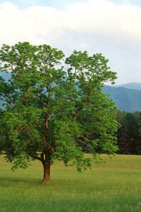 Preview wallpaper tree, field, lonely, summer, branches, mountains, wood