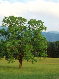 Preview wallpaper tree, field, lonely, summer, branches, mountains, wood