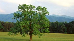 Preview wallpaper tree, field, lonely, summer, branches, mountains, wood