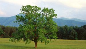 Preview wallpaper tree, field, lonely, summer, branches, mountains, wood