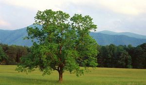 Preview wallpaper tree, field, lonely, summer, branches, mountains, wood