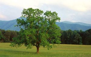 Preview wallpaper tree, field, lonely, summer, branches, mountains, wood