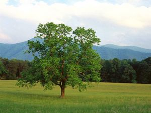 Preview wallpaper tree, field, lonely, summer, branches, mountains, wood