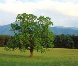 Preview wallpaper tree, field, lonely, summer, branches, mountains, wood