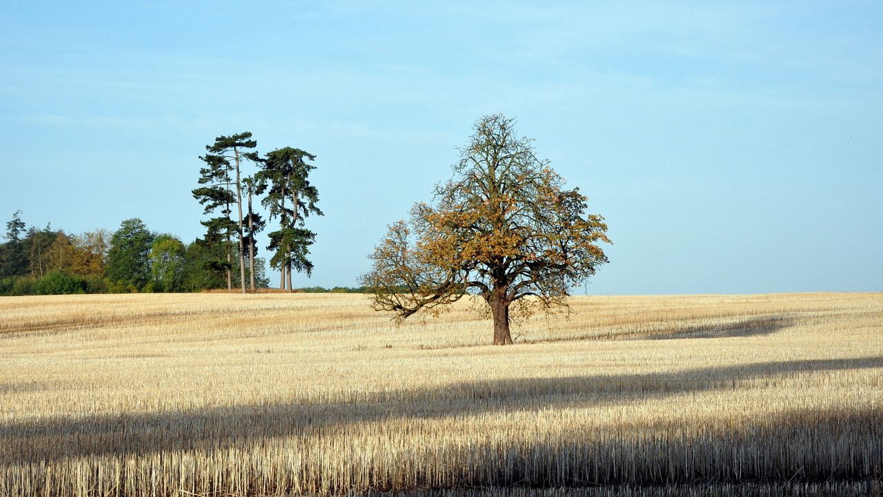 Wallpaper tree, field, lonely, autumn, shadows