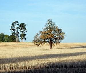 Preview wallpaper tree, field, lonely, autumn, shadows