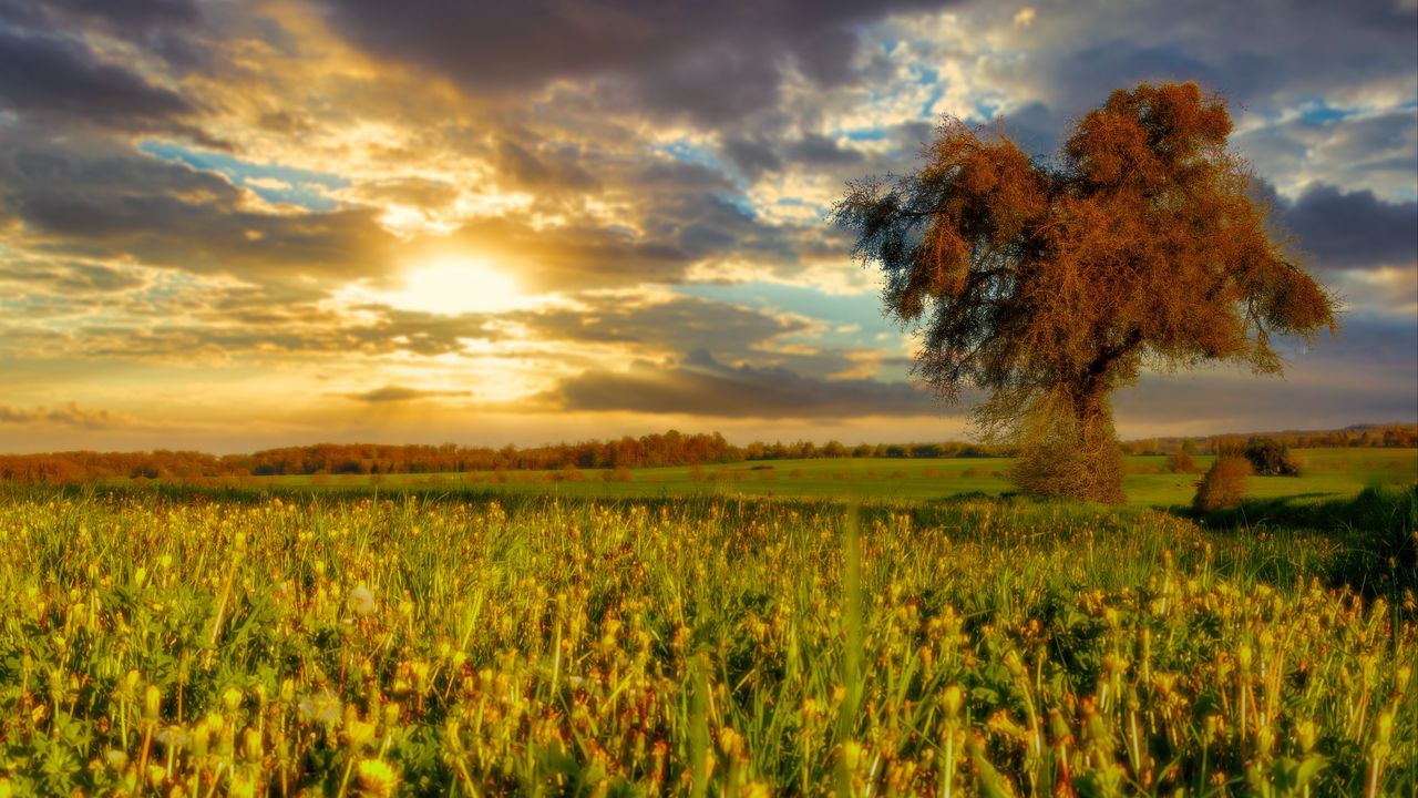 Wallpaper tree, field, meadow, landscape, nature