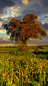 Preview wallpaper tree, field, meadow, landscape, nature