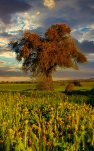 Preview wallpaper tree, field, meadow, landscape, nature