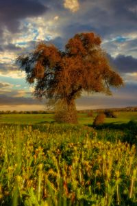 Preview wallpaper tree, field, meadow, landscape, nature