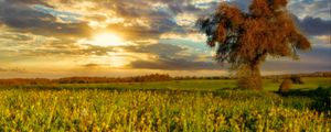 Preview wallpaper tree, field, meadow, landscape, nature