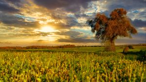 Preview wallpaper tree, field, meadow, landscape, nature