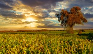 Preview wallpaper tree, field, meadow, landscape, nature