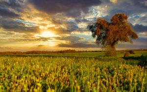 Preview wallpaper tree, field, meadow, landscape, nature