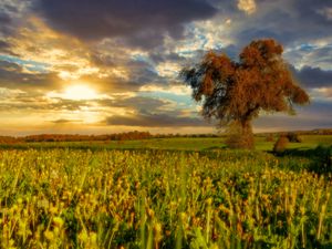 Preview wallpaper tree, field, meadow, landscape, nature