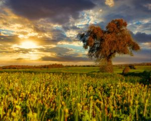 Preview wallpaper tree, field, meadow, landscape, nature