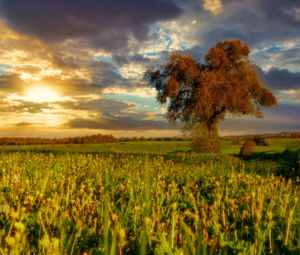 Preview wallpaper tree, field, meadow, landscape, nature