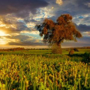 Preview wallpaper tree, field, meadow, landscape, nature