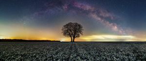 Preview wallpaper tree, field, milky way, stars, night, nature