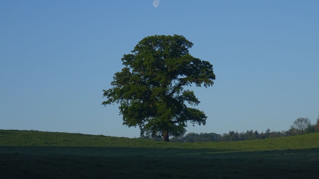 Wallpaper tree, field, moon, sky, nature