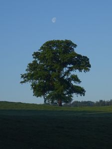 Preview wallpaper tree, field, moon, sky, nature