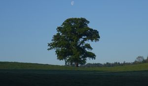Preview wallpaper tree, field, moon, sky, nature