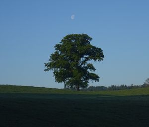 Preview wallpaper tree, field, moon, sky, nature