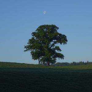 Preview wallpaper tree, field, moon, sky, nature