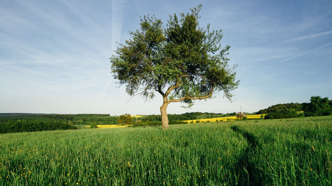 Wallpaper tree, field, nature, landscape