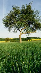 Preview wallpaper tree, field, nature, landscape