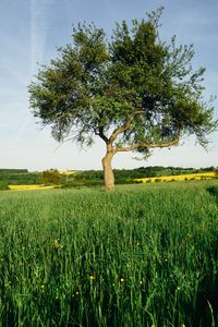 Preview wallpaper tree, field, nature, landscape