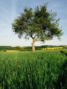 Preview wallpaper tree, field, nature, landscape