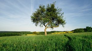 Preview wallpaper tree, field, nature, landscape