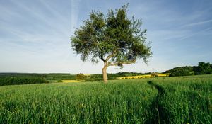 Preview wallpaper tree, field, nature, landscape