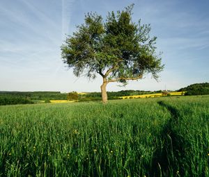 Preview wallpaper tree, field, nature, landscape