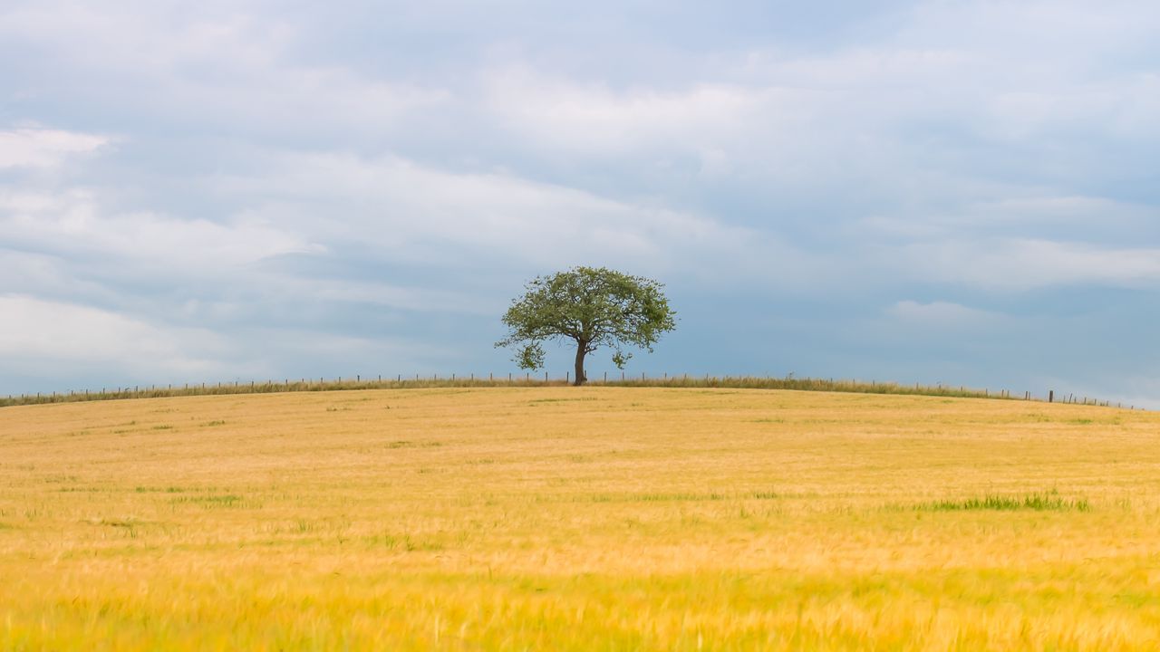 Wallpaper tree, field, nature, minimalism