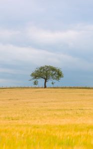 Preview wallpaper tree, field, nature, minimalism