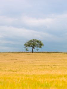 Preview wallpaper tree, field, nature, minimalism