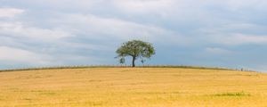 Preview wallpaper tree, field, nature, minimalism